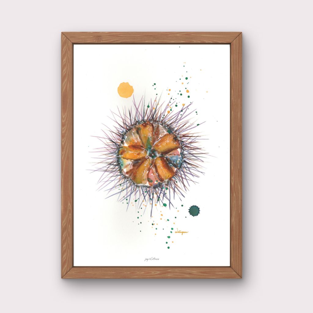 Affiche - Oursin - Watergame