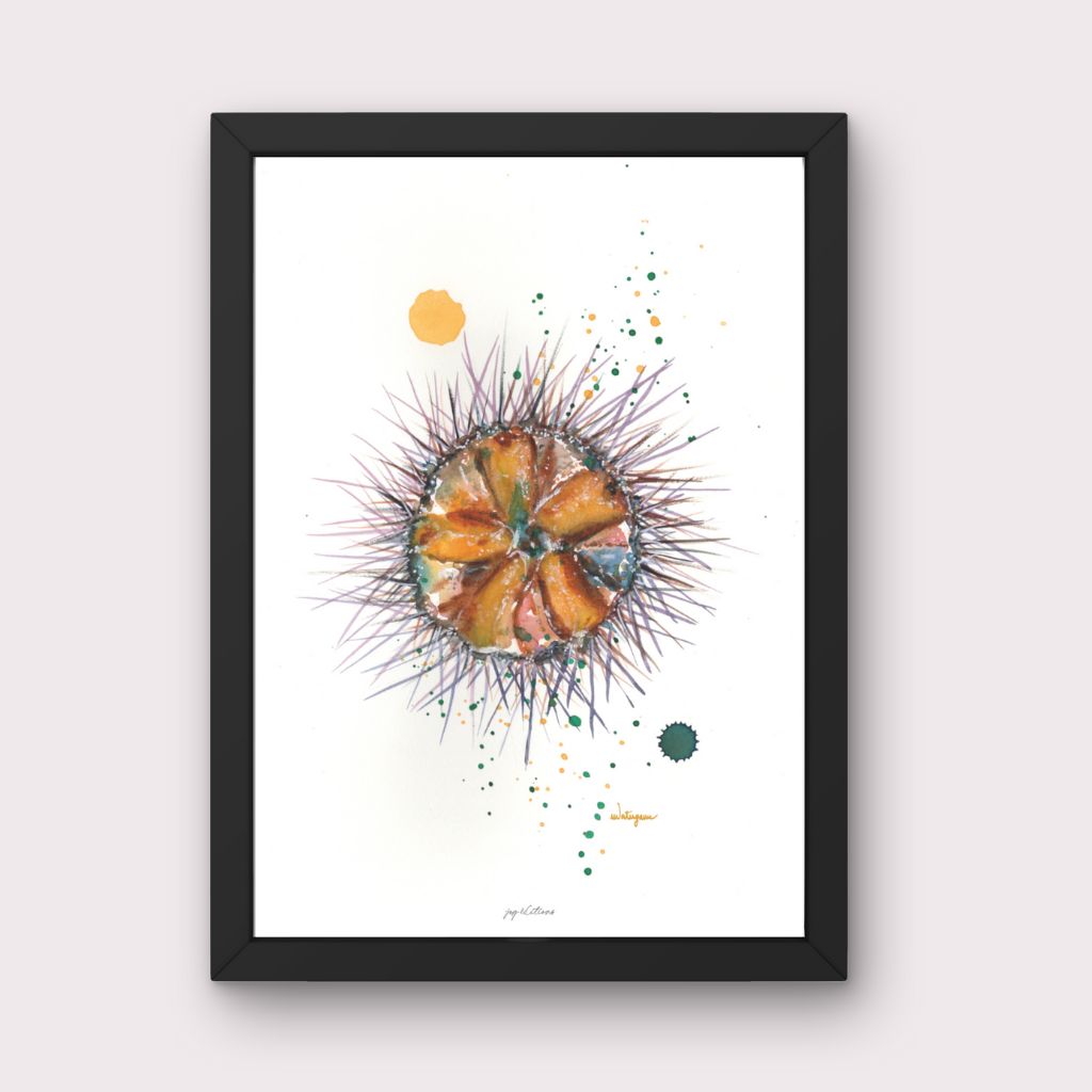 Affiche - Oursin - Watergame