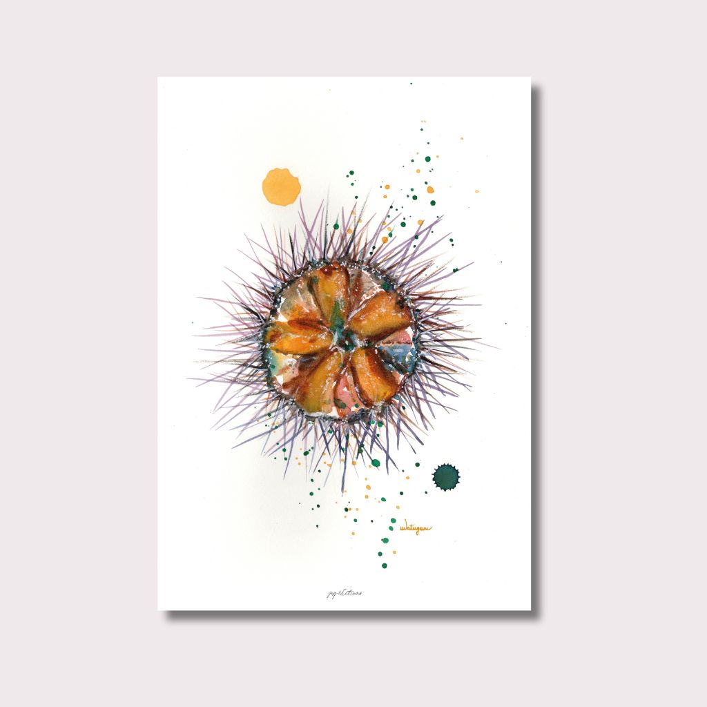 Affiche - Oursin - Watergame